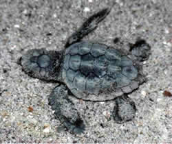 Baby Loggerhead Turtle