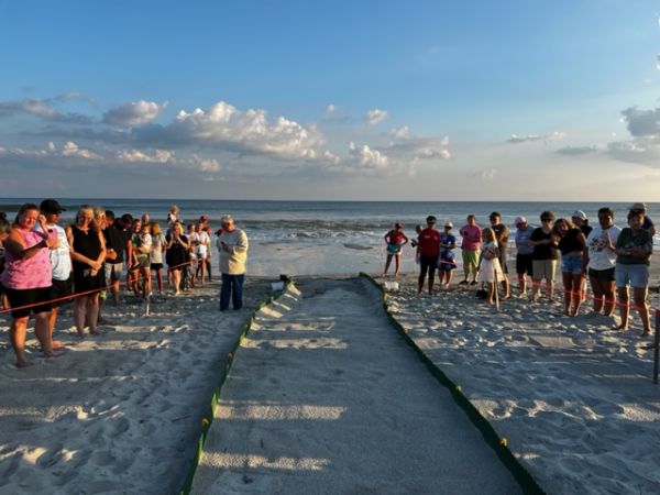 Holden Beach Turtle Watch Program - Save The Sea Turtles: Loggerhead ...